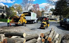 Best Tree Health Inspection  in Shelburne Falls, MA