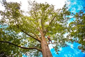  Shelburne Falls, MA Tree Services Pros