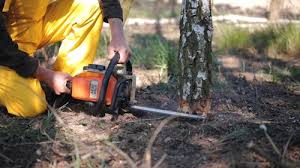 Best Stump Grinding and Removal  in Shelburne Falls, MA