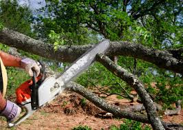 Best Arborist Consultation Services  in Shelburne Falls, MA