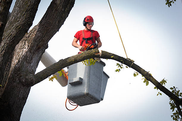 Best Fruit Tree Pruning  in Shelburne Falls, MA